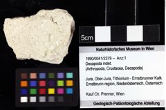 Foto (Objket + Etiketten) von Decapoda indet. 